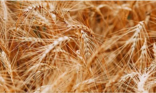 WEAT: цены на пшеницу могут продолжить рост в 2023 г.